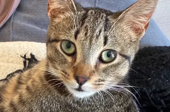 Lost: Sweet Tabby Cat in West Long Branch