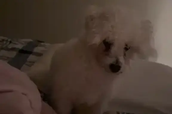 Lost and found pets Florida City, photo: Lost: White Bichon Frise in Sunrise, FL