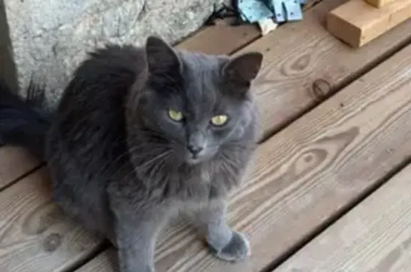 Animaux trouvés Cornillon-Confoux, photo: Chat gris câlin trouvé Impasse des Remparts