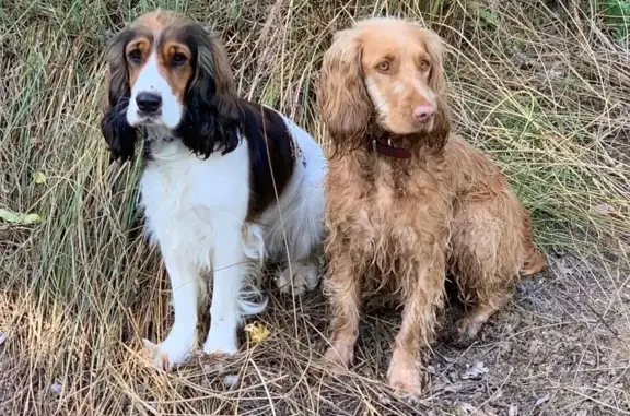 Animaux perdus , photo: Chiens perdus: Popsye et Olive, Luché-Thouarsais