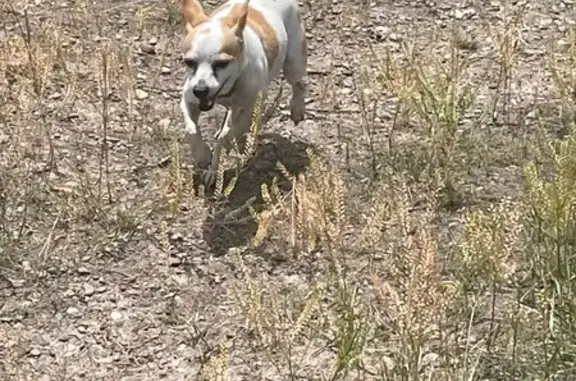 Lost and found pets Missoula, photo: Lost: Bosco, Chihuahua/Terrier Mix, Missoula