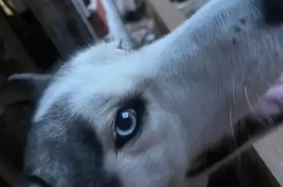 Perros perdidos, , foto: Perrita Husky Perdida en Uruapan: Ojos Azules