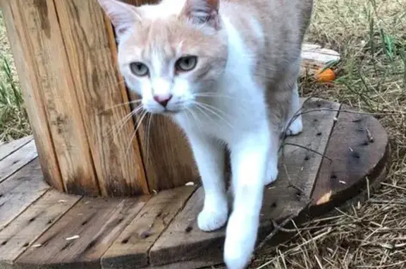Chat beige et blanc perdu à Melesse - photo