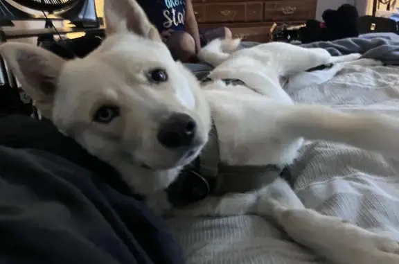 Lost Dog: Cinderella with Unique Eyes