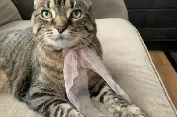 Lost Tabby Cat: Wildcat Falls, Columbus