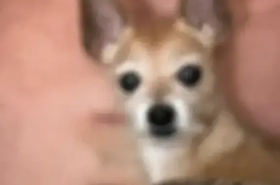 Lost and found pets Sunrise, photo: Lost Chihuahua Mix: Light Brown, Shy