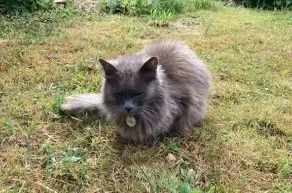 Animaux perdus Clamart, photo: Chatte perdue Gaïa, Rue de la Gaité