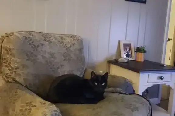 Lost Black Cat: Teddy from Meadow Lane