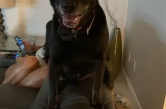 Lost: Friendly Black Dog on Baywood Dr
