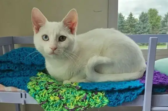 Lost and found pets Sussex, photo: Lost White Cat: Blue & Hazel Eyes in Sussex