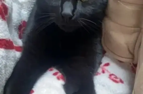 Animaux perdus , photo: Chatte noire perdue à Pontarlier