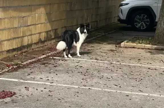 Chien trouvé sans collier à Jury - photo