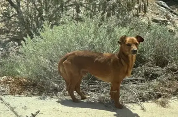Perro Marrón Rescatado en Autopista de Canarias