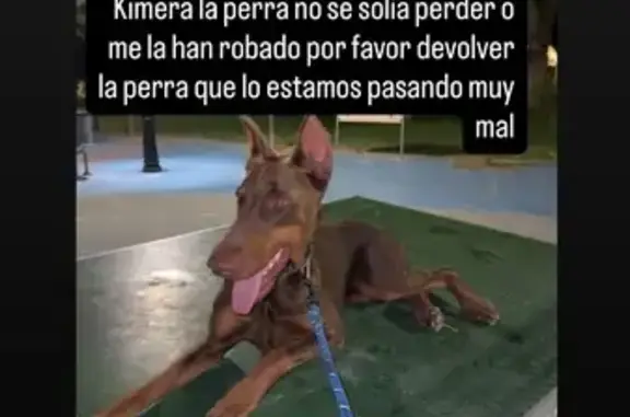 Perro Perdido en Murcia: ¡Ayúdanos a Encontrarlo!