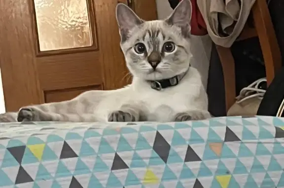 ¡Gata Perdida! Busca a Raspilla en Chozas