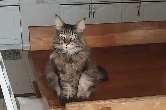 Animaux perdus Muron, photo: Maine Coon perdu, Rue de la Mare, Muron