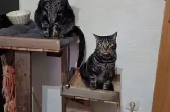 Gato Perdido: Ojos Verdes, Uno...