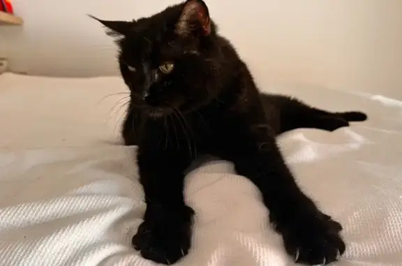 Chat noir perdu, 14 ans, pucé, Beauregard - photo