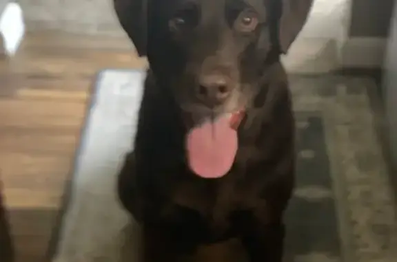 Lost pets Minnesota City, photo: Lost Dog in Medina: Friendly, 8-Year-Old Pup