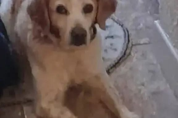 Chien perdu : Épagneul blanc/marron, 14 ans - photo