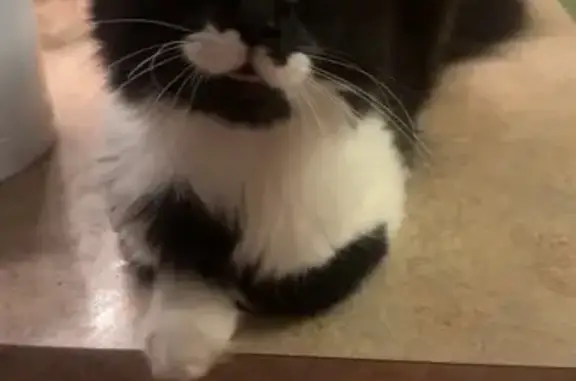 Lost Fluffy Cat on Forest Boulevard