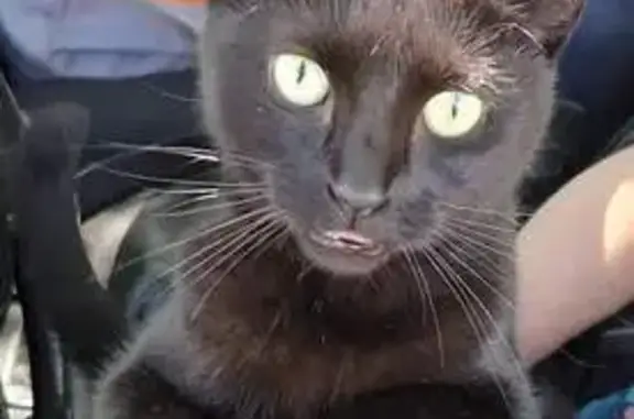 Chatte noire perdue à Carnon - photo