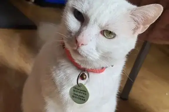 Chatte blanche perdue, collier rose, Sarcelles - photo