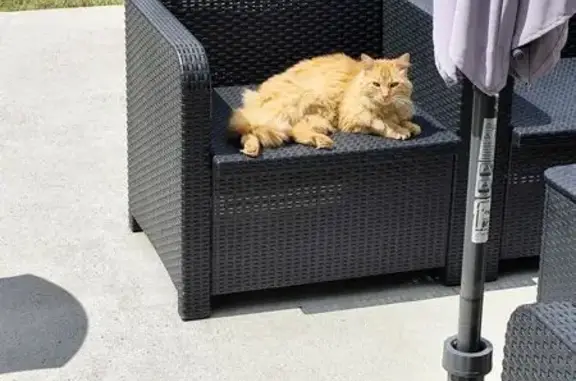 Chat perdu : Nina, craintive, Le Chesnot, Guer - photo