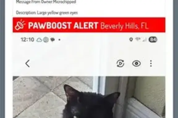Lost Black Cat on W. Shakespeare Dr.