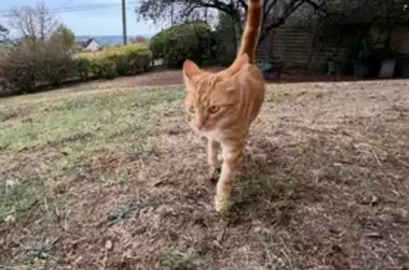 Animaux trouvés Brive-la-Gaillarde, photo: Chat roux trouvé à Brive-la-Gaillarde