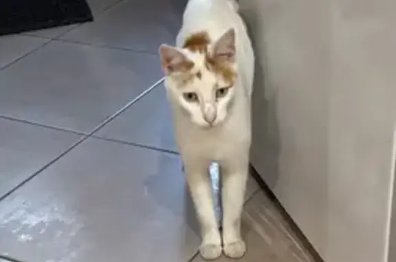 Chat trouvé , photo: Chatte trouvée à Lacroix-Saint-Ouen