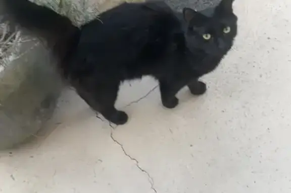 Chat trouvé Montigny-lès-Metz, photo: Chatte noire trouvée à Montigny-lès-Metz