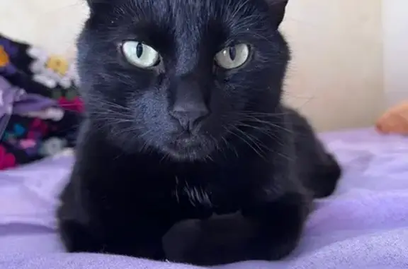 Se busca: Gato negro con chip en Madrid