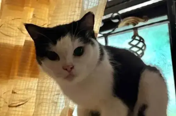 Lost Cats: Ragdoll & Tuxedo in Jurong