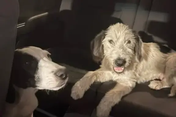 Found dog , photo: Young Sibling Dogs Found on Highway