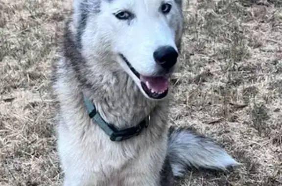 Found dog , photo: Found Dog: Blue Collar, Unique Tail Markings