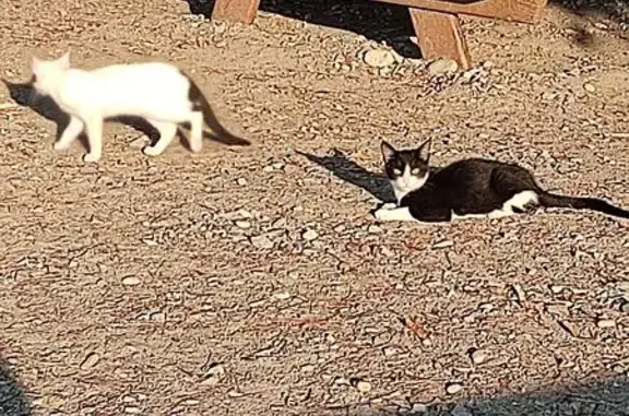 Chaton noir et blanc trouvé à Manosque - photo