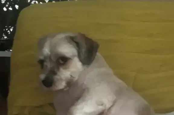 Lost Dog: Shih Tzu-Yorkie Mix in Vancouver