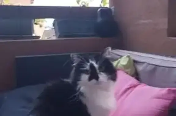 Chatte perdue : noire/blanche, yeux verts - photo