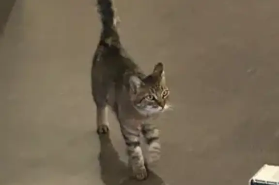 Chat trouvé Larajasse, photo: Chatte câline trouvée à Larajasse