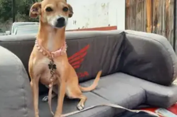 Perro Pequeño Perdido en Las Juntas