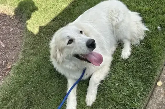 Found pets Memphis, photo: Found White Dog, Calm but Car-Shy - Memphis