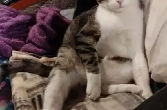 Animaux perdus Saint-Étienne-de-Tinée, photo: Chat tigré gris perdu à Auron : Polia
