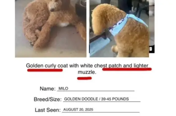 Lost Golden Dog: West Sonora St, Tolleson