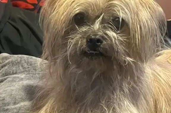 Lost and found pets Riverdale, photo: Lost Yorky Shih Tzu on La Salle St, Riverdale