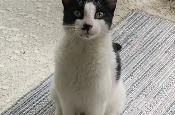 Found pets Florida Gulf Coast University, photo: Friendly Found Cat: Black Spot, Pink Nose