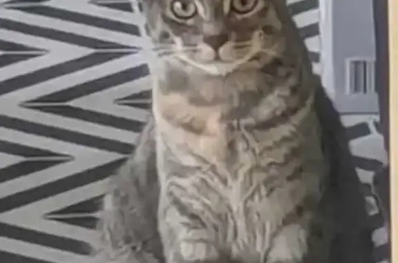 Chatte écaille perdue à Mozac - photo