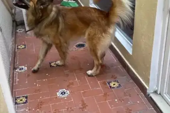 Búsqueda de mascotas, foto: Pastor macho encontrado: Presa Las Julianas