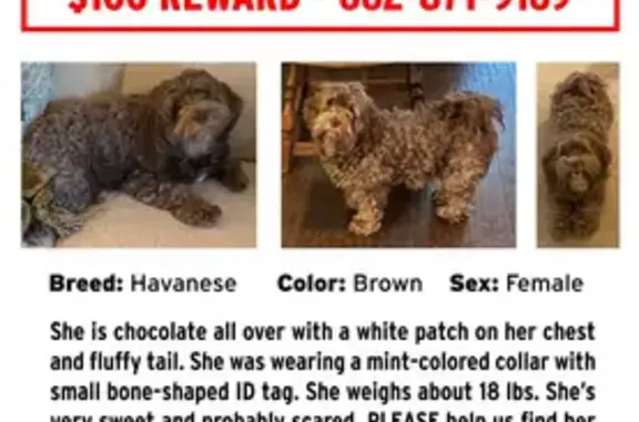Lost Dog: Small, Brown, Fluffy in Saltillo
