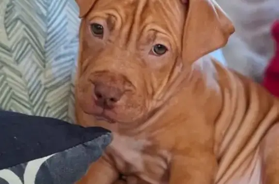 Help Find Our Stolen Puppy: Richmond